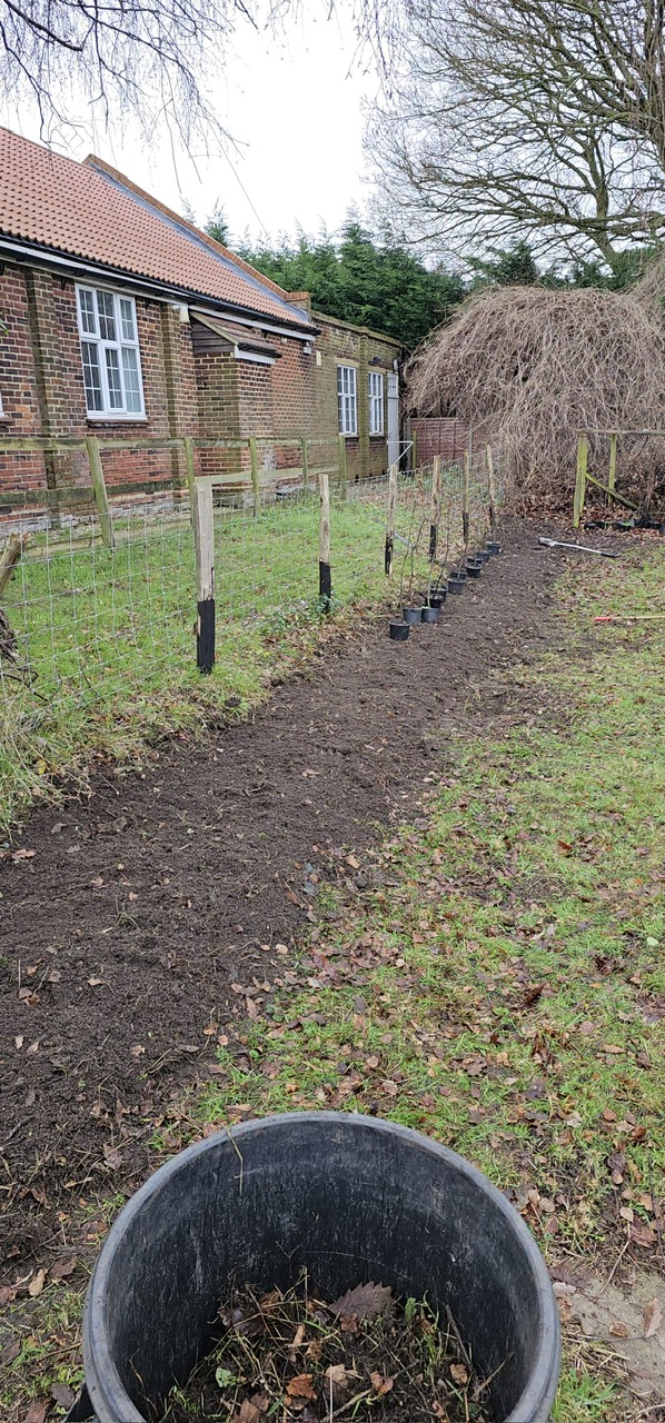 Beech Hedging donated by a local business Beech Hedging donated by a local business