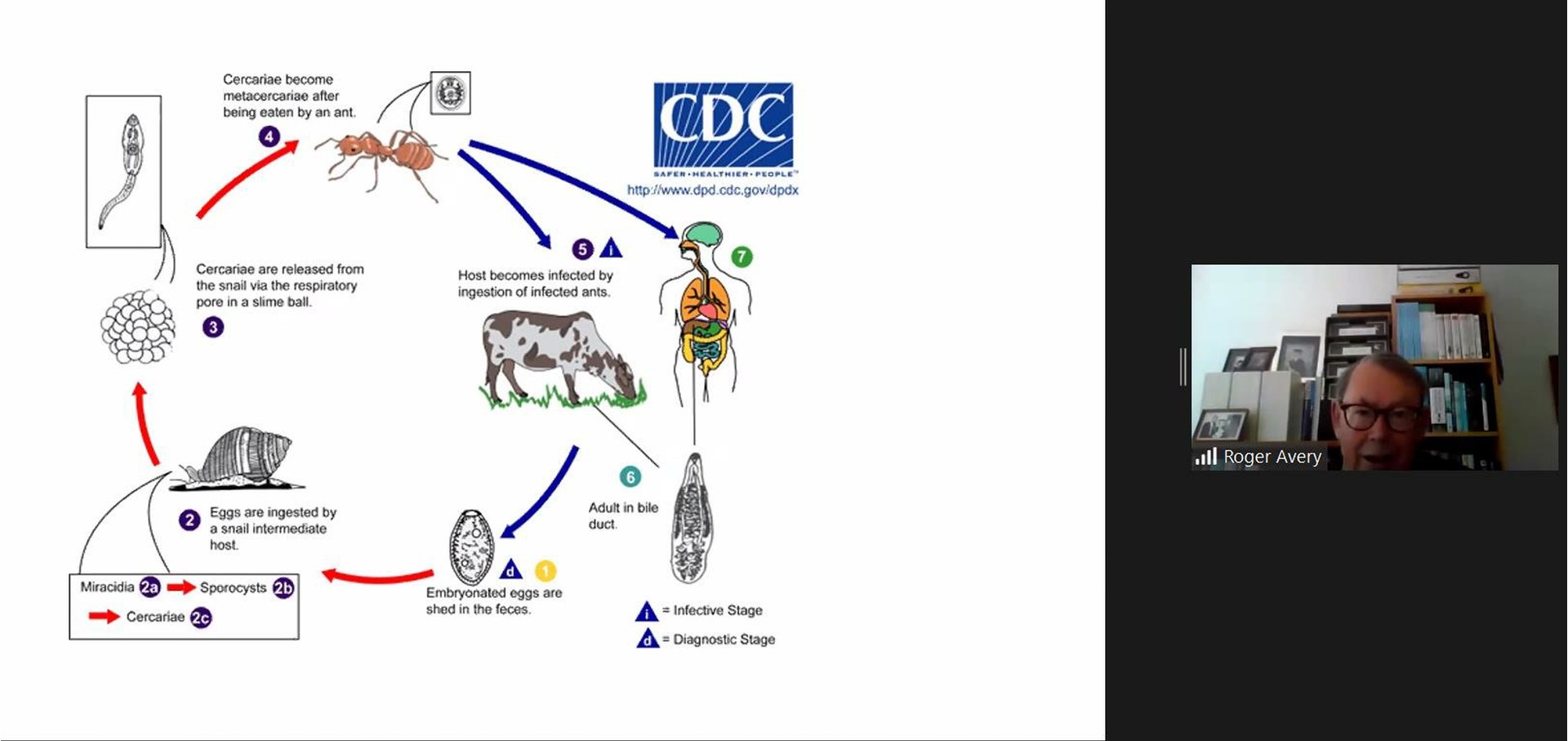 Tape Worm Life Cycle & Zoom speaker Roger Avery