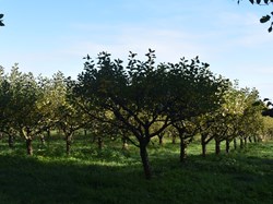 Orchard near Old Mill between Sulgrave and Culworth