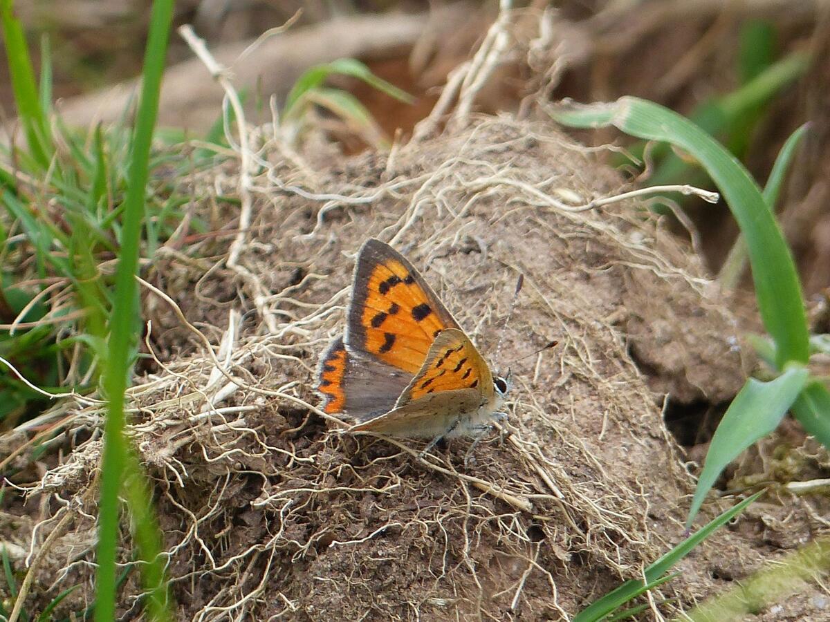 Abdon and Heath Parish Wildlife Group Abdon and Heath Parish Wildlife Group