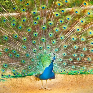 13. Peacock