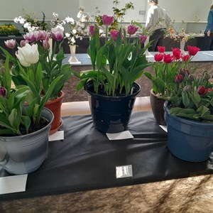 Kingswood Walton & Tadworth Horticultural Society Shows