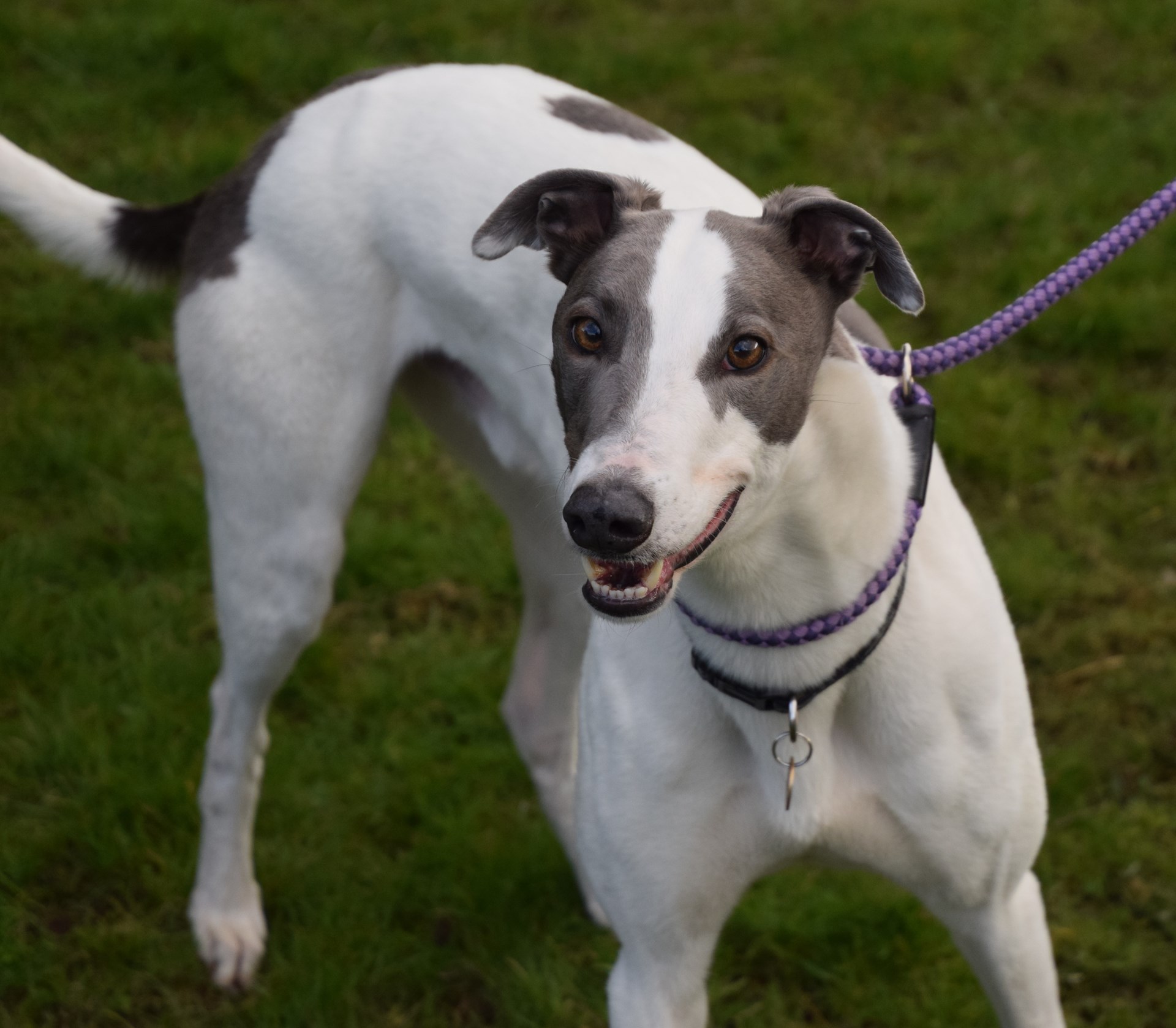 Greyhound Trust Shropshire & Borders Olaf Greyhound Trust Shropshire & Borders Olaf