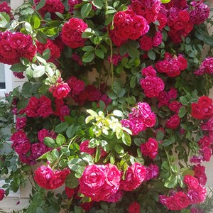 Beautiful red roses seen on walk
