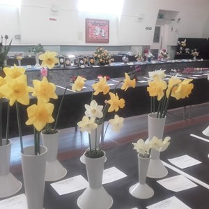 daffodils spring 2022