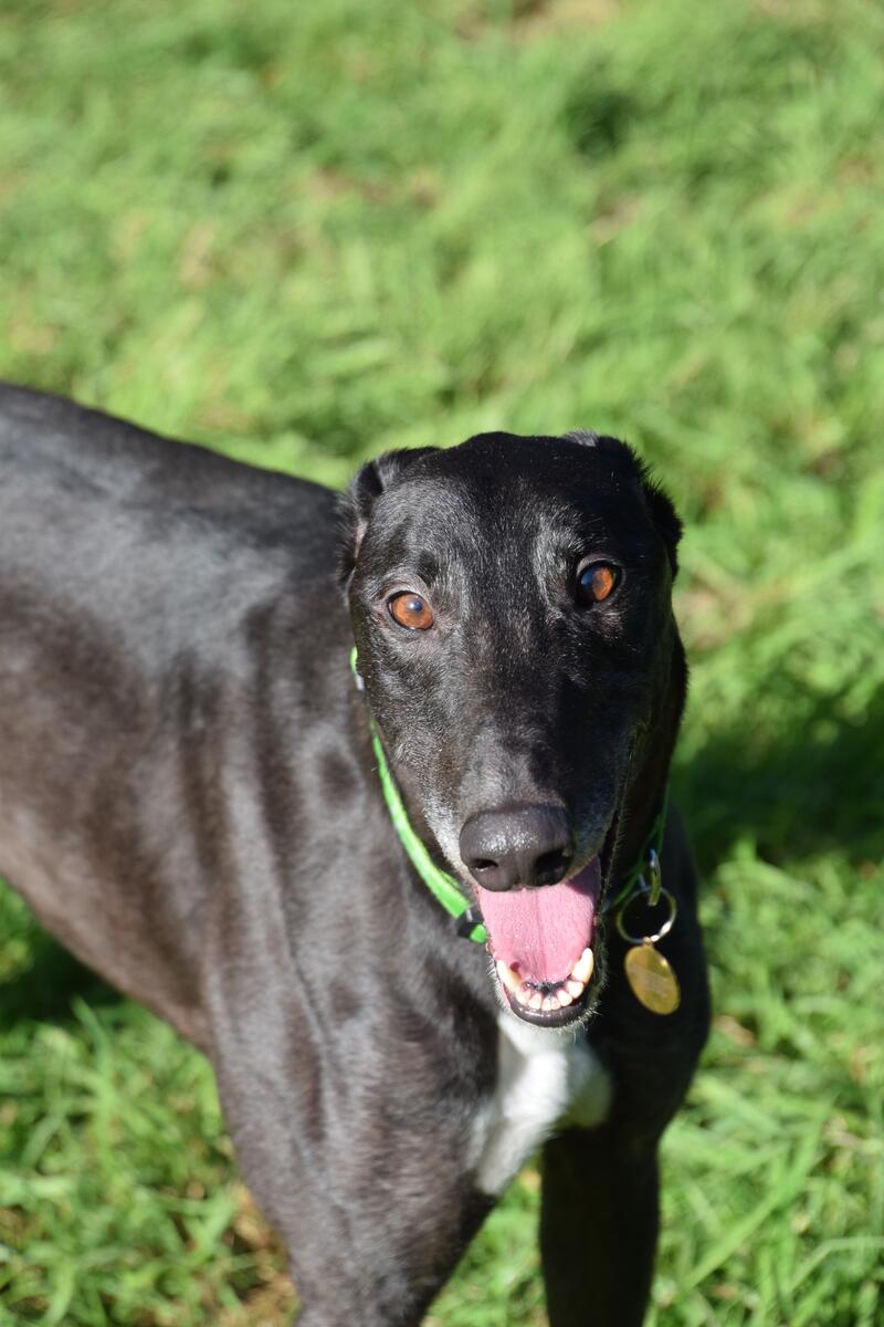 Greyhound Trust Shropshire & Borders Fury Greyhound Trust Shropshire & Borders Fury