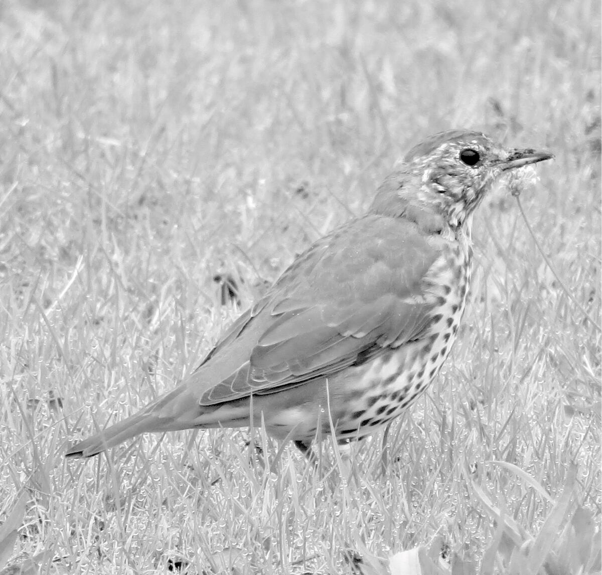 Song Thrush