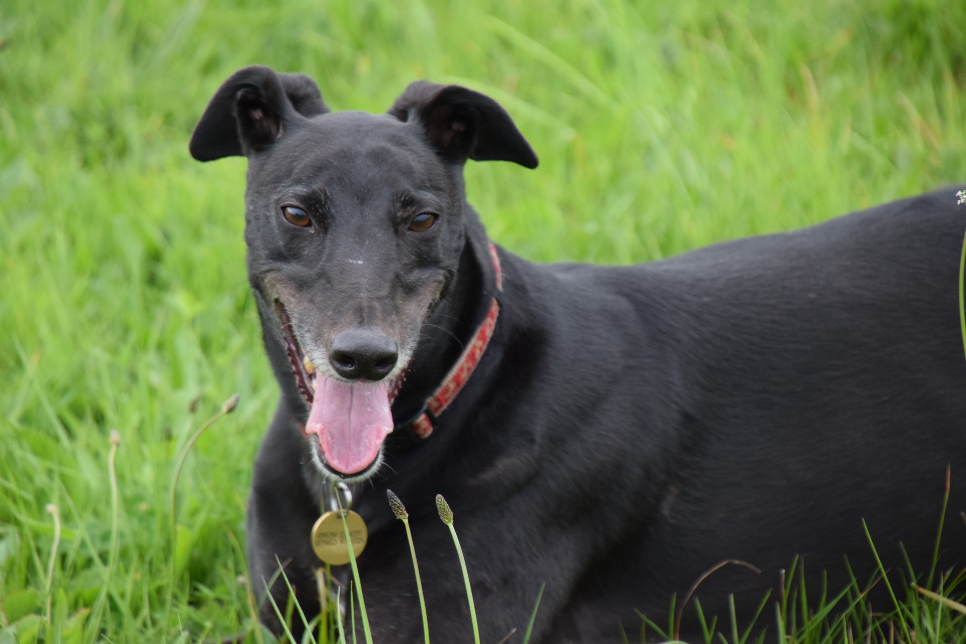 Greyhound Rescue Shropshire & Borders Special Appeal!!! Greyhound Rescue Shropshire & Borders Special Appeal!!!