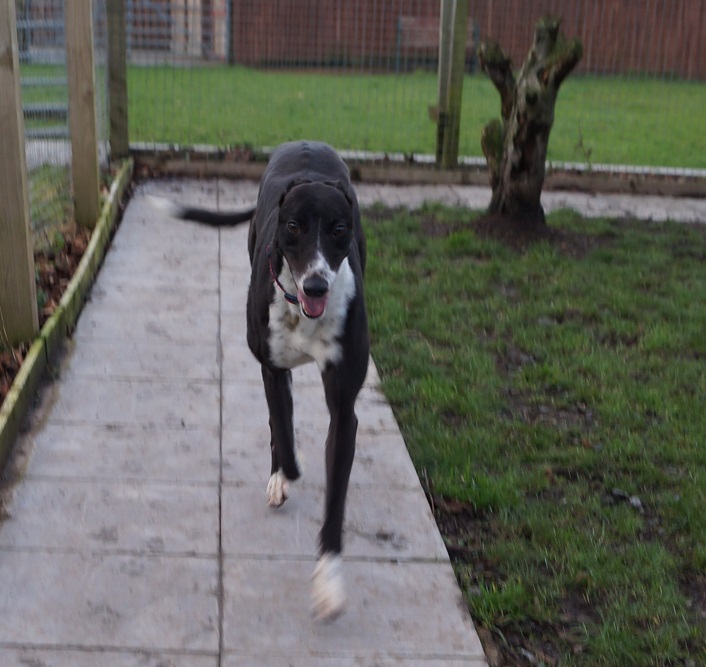 Greyhound Trust Shropshire & Borders Dreamer Greyhound Trust Shropshire & Borders Dreamer