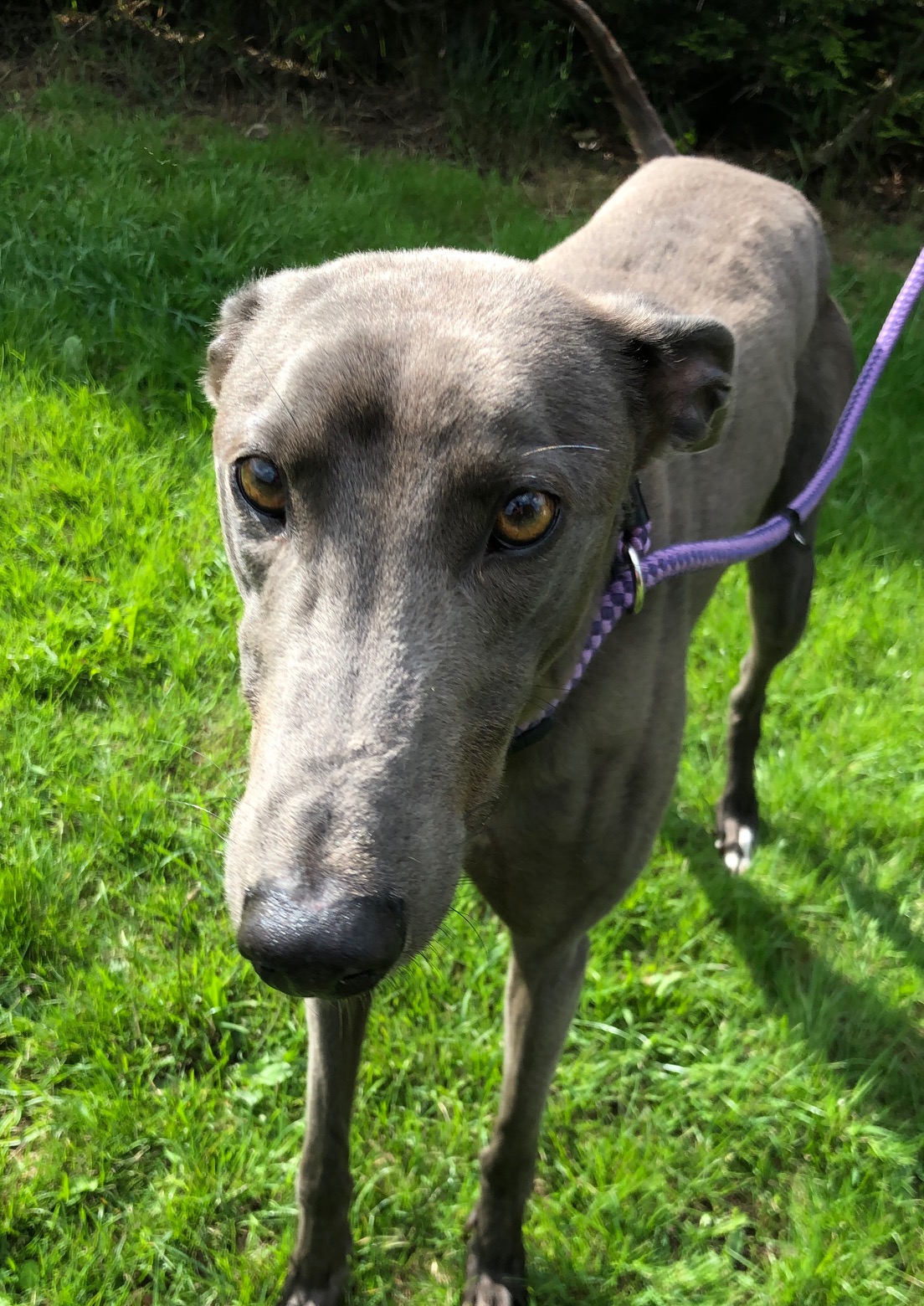 Greyhound Trust Shropshire & Borders Jake Greyhound Trust Shropshire & Borders Jake