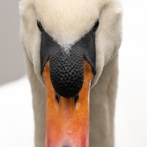 10. Mute Swan - centre stage