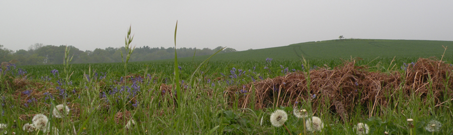 Grove Farm tump skyline