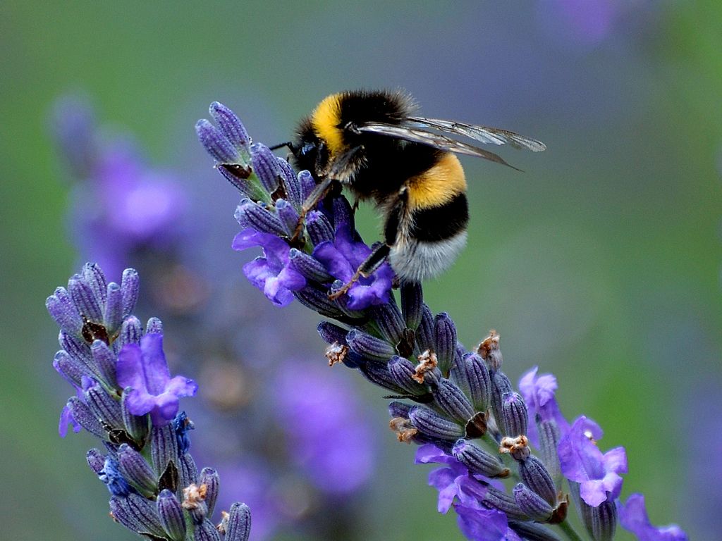 Hurstbourne Tarrant Parish Help Save Bees!