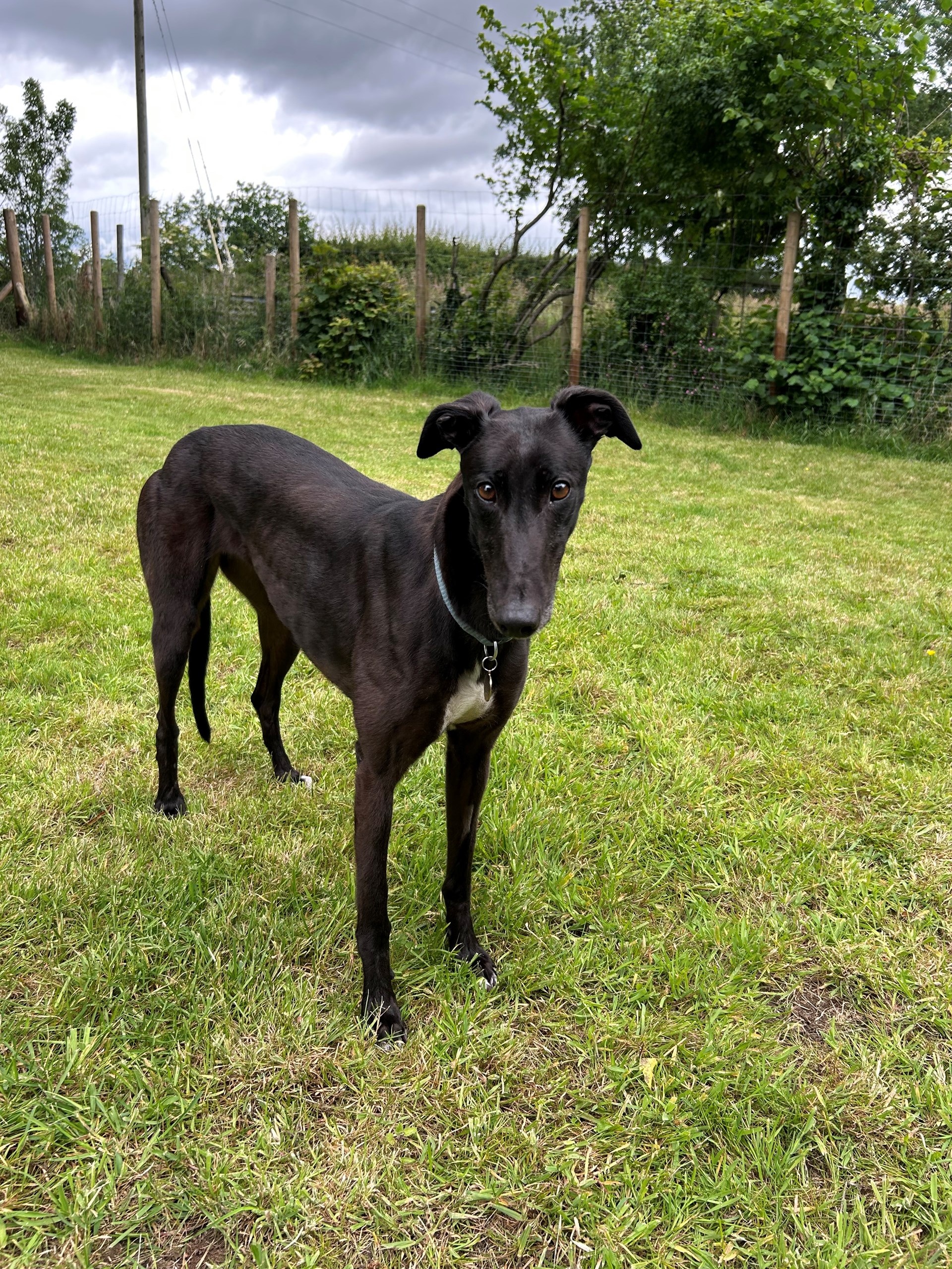 Greyhound Trust Shropshire & Borders Hazel Greyhound Trust Shropshire & Borders Hazel