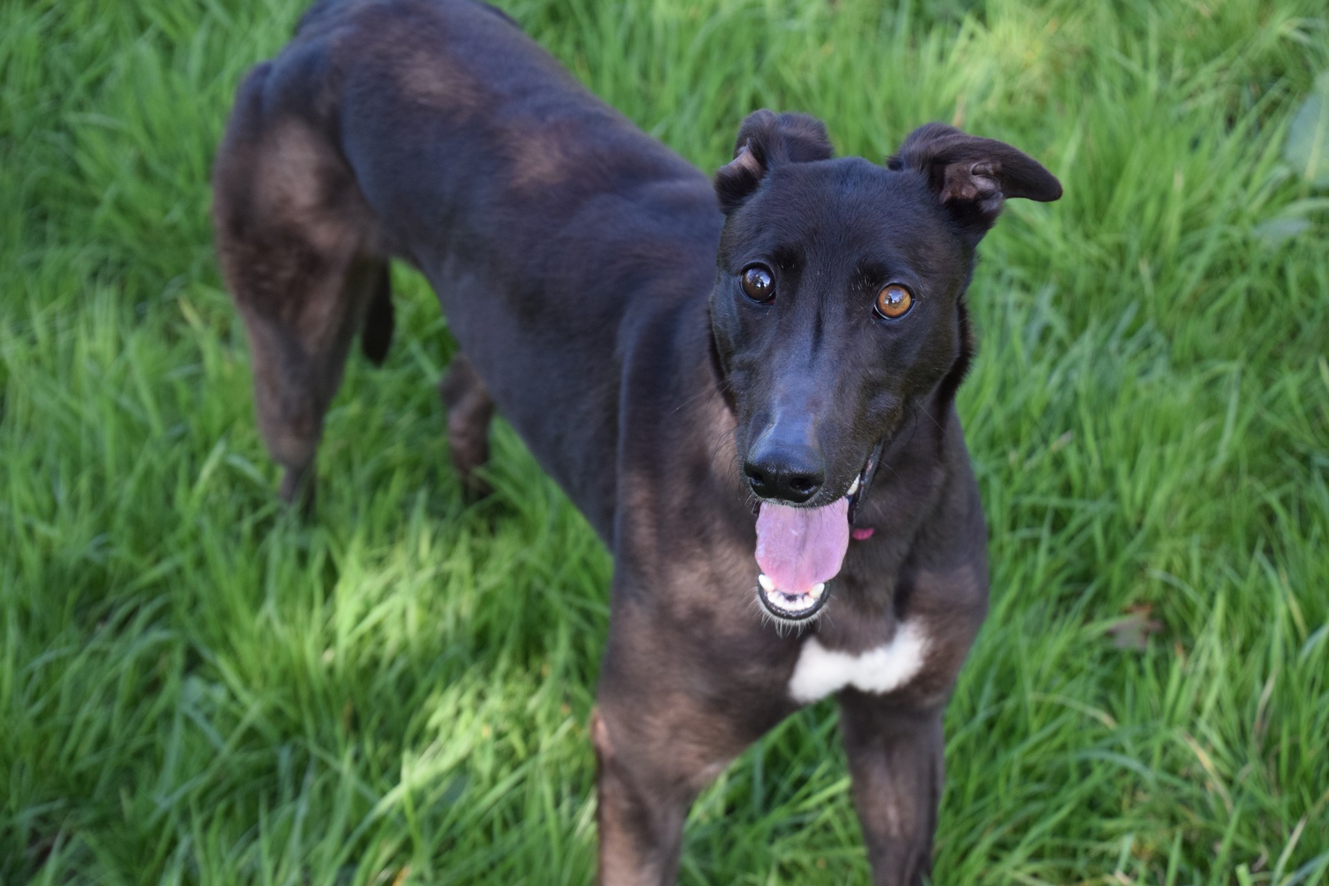 Greyhound Trust Shropshire & Borders Nora Greyhound Trust Shropshire & Borders Nora