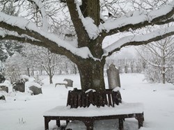 Oak tree in the snow