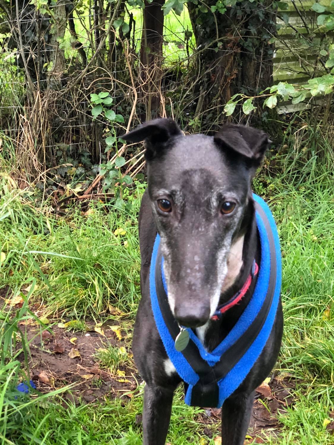 Greyhound Trust Shropshire & Borders Duke Greyhound Trust Shropshire & Borders Duke