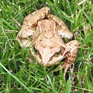 This is Lucky the frog; one of the first visitors to our newly laid lawn. So named because he managed to out jump the lawn mower.