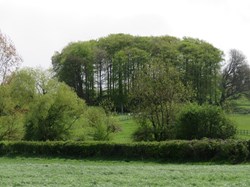 Hedgehog Wood, Seend Cleeve