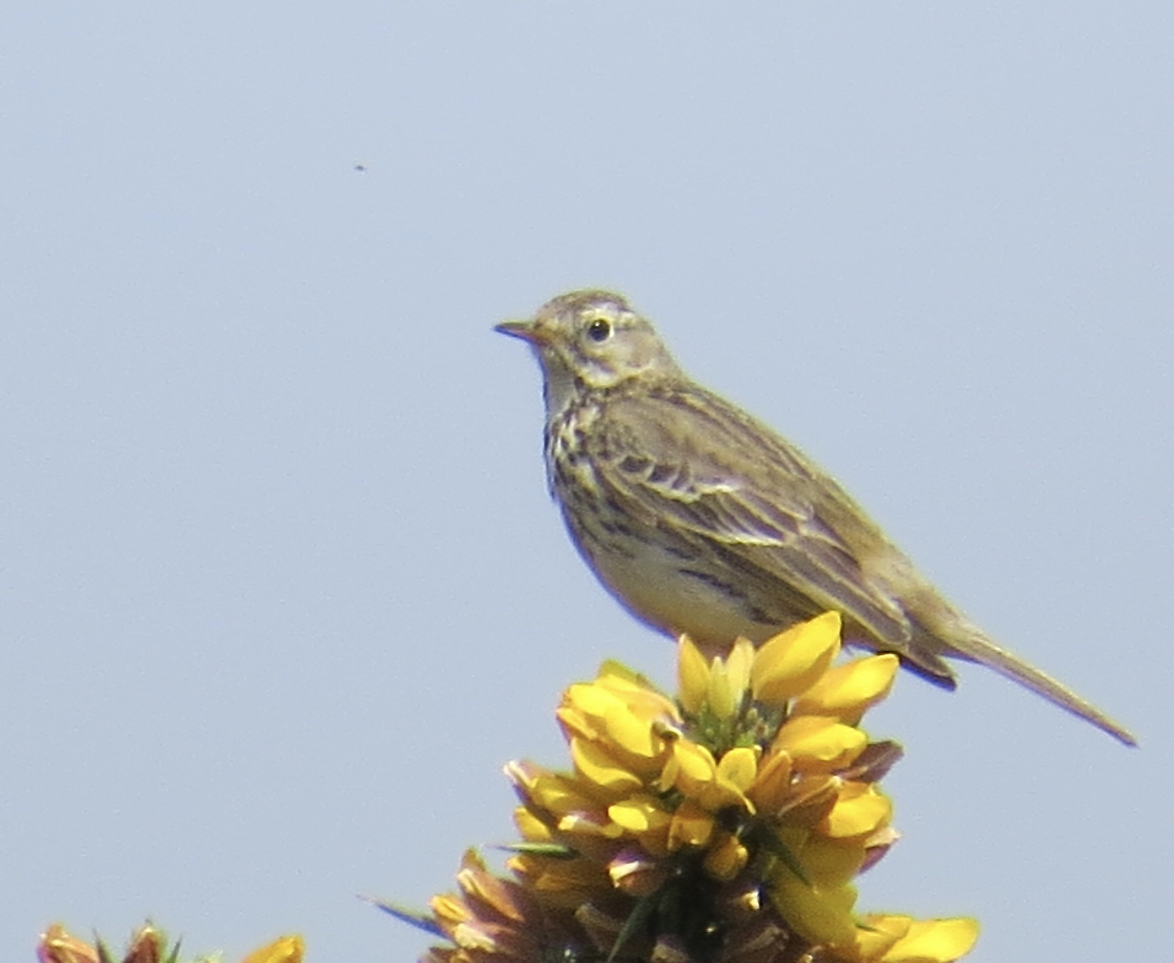 A Tree pipit getting ready to launch itself into its parachute display