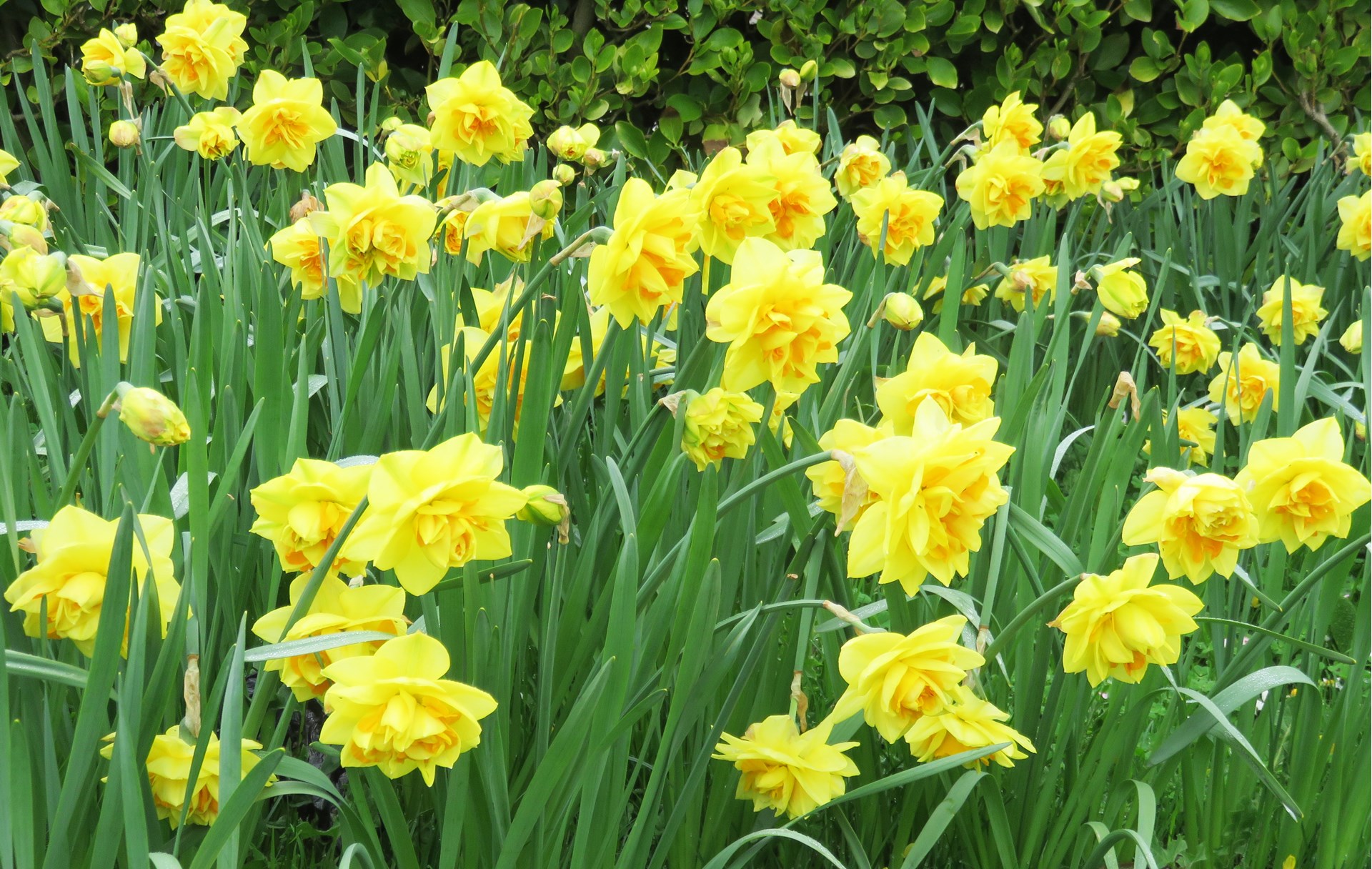 Daffodils in The Helen Garden