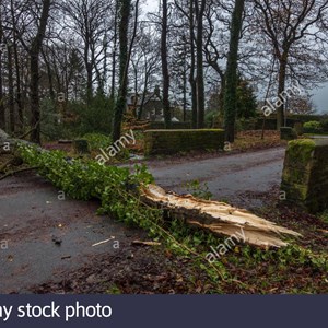 Tree Blocking Road