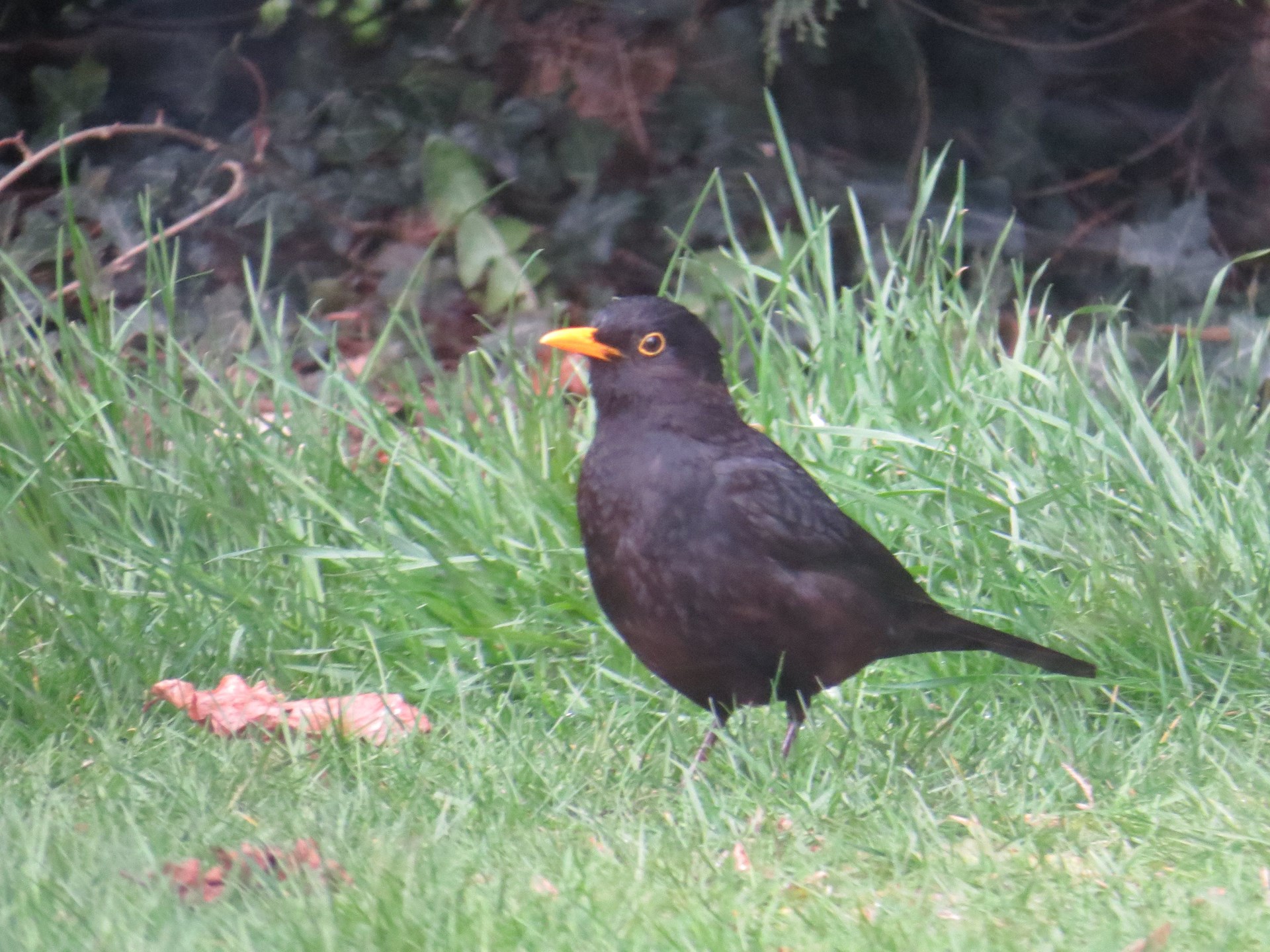 Male Blackbird