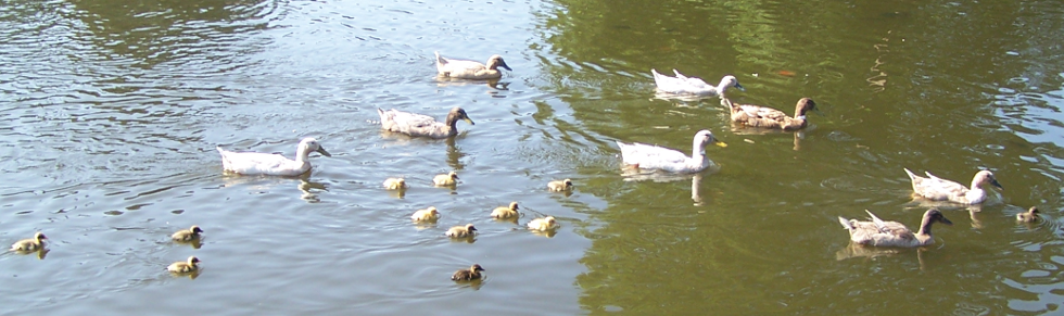 Ducks on Bredgar Pond