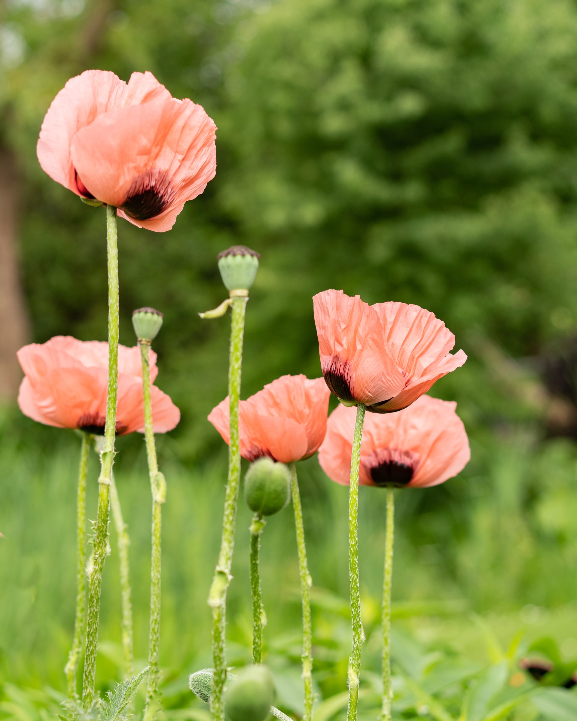 Middleton cum Fordley Open Gardens