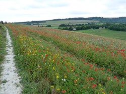 Luddesdown & District Rights of Way Group Walking in Luddesdown