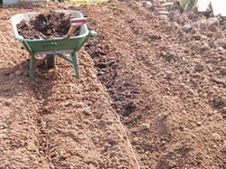 Fill trench with compost