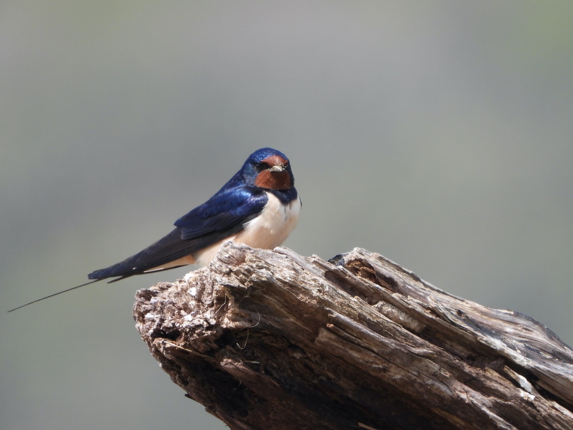 A Barn Swallow