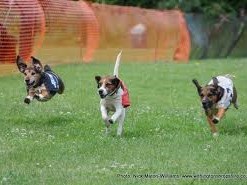 Dogs Racing