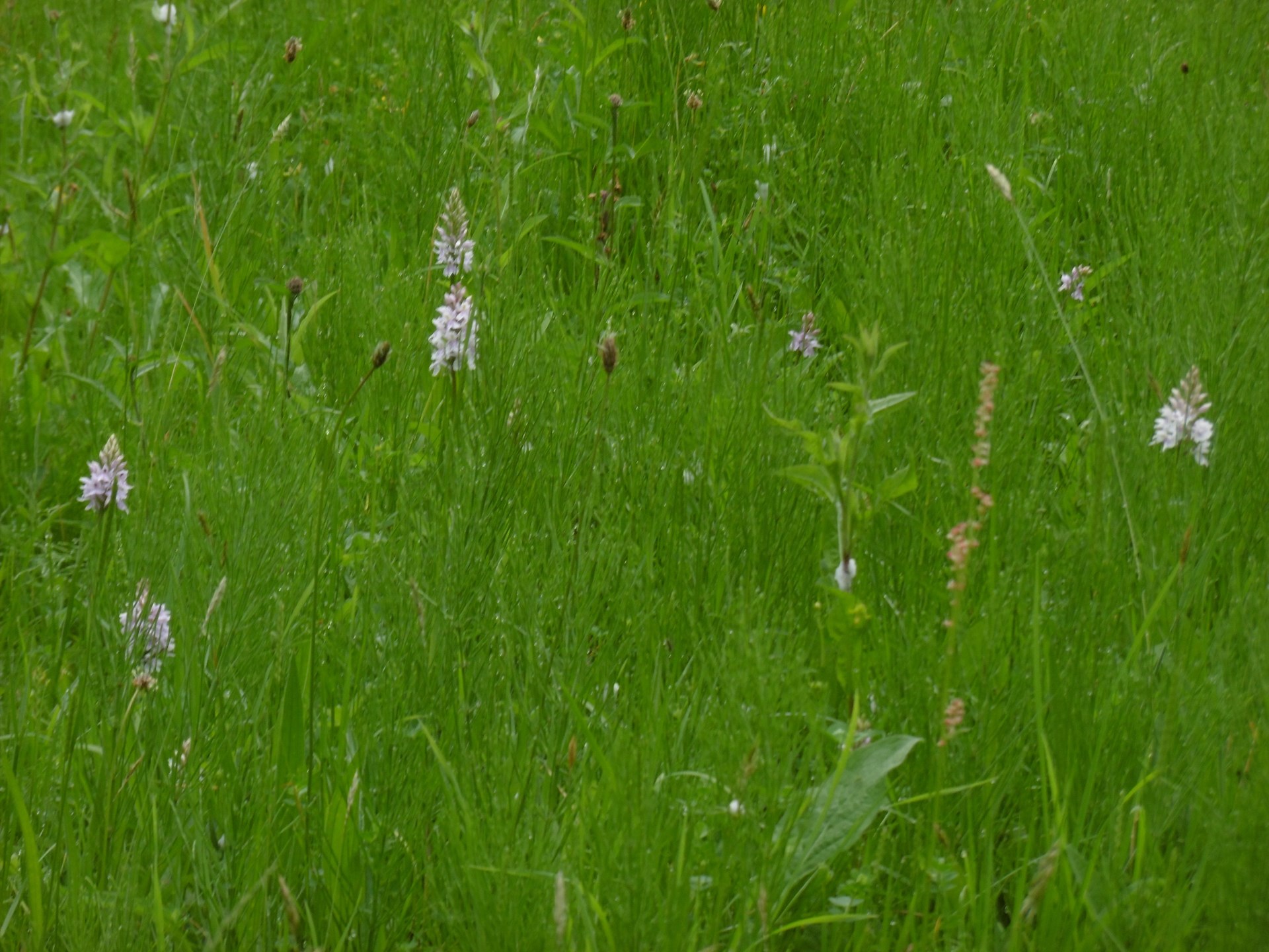 Battle Cemetery is a Site of Nature Conservation Importance. Battle Cemetery is a Site of Nature Conservation Importance.