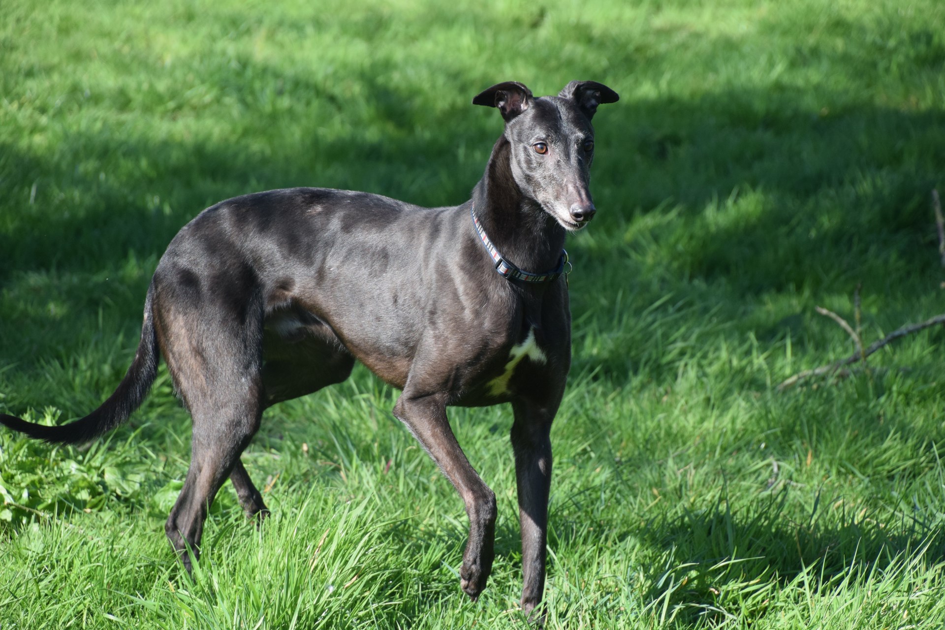 Greyhound Trust Shropshire & Borders Danny Greyhound Trust Shropshire & Borders Danny