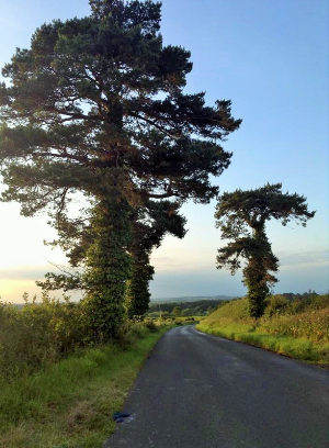 Towards Trent from Over Compton