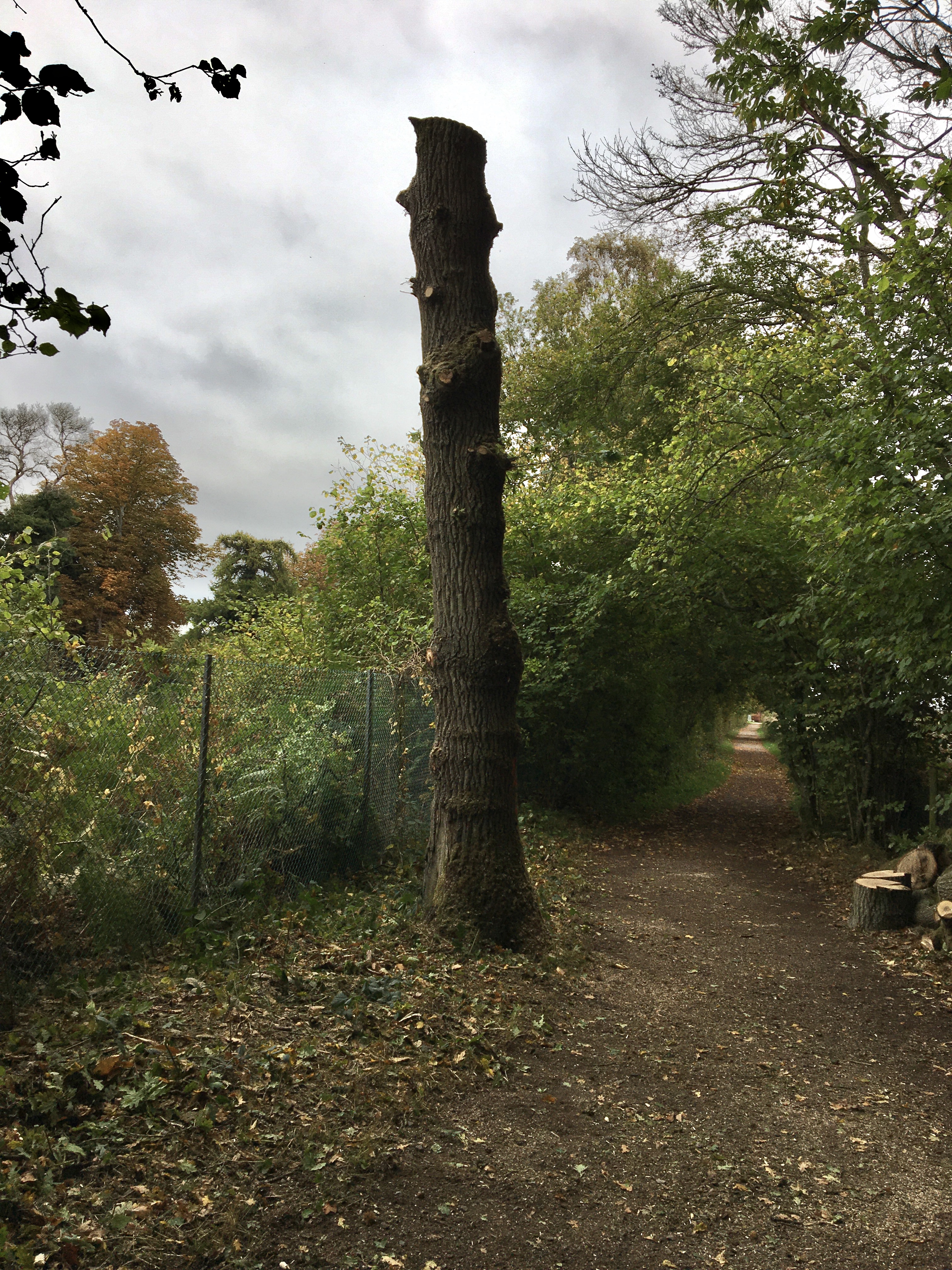 First Oak monolithed by Wells Copse First Oak monolithed by Wells Copse