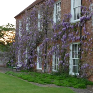 Oakley Manor covered with wisteria in bloom