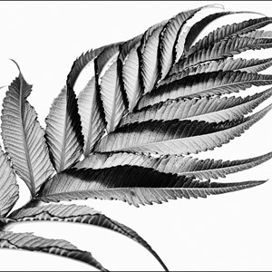 06. Feathery leaf