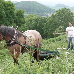 The Allington Hillbillies Working Horses