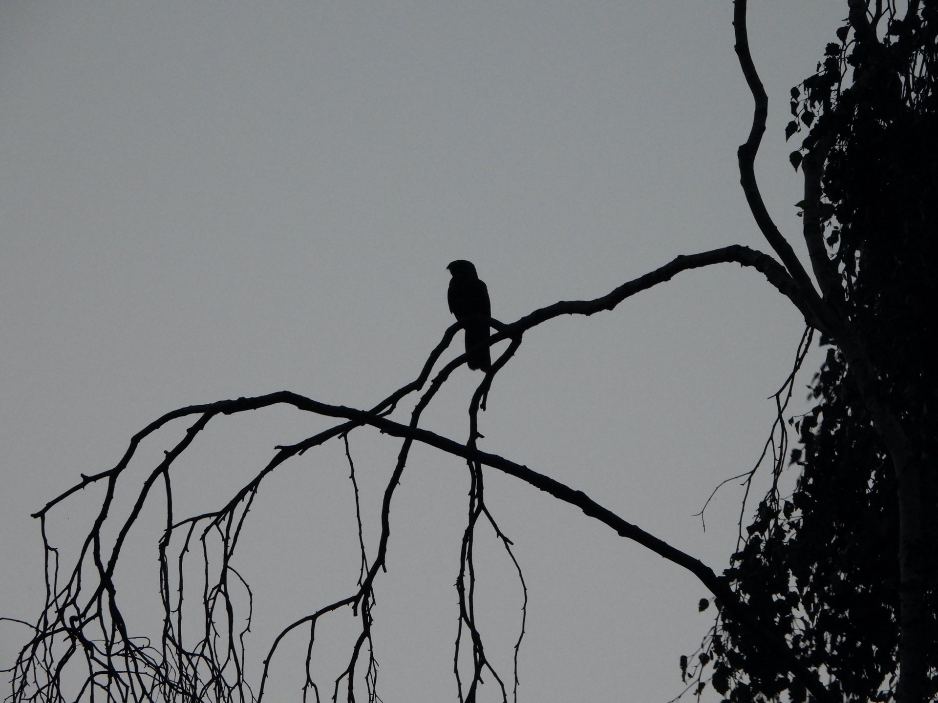 A Nightjar in silhouette at Newtown Common