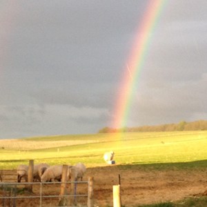 081 Ovine Tribute to the NHS (spot 2nd rainbow)
