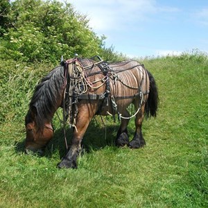 The Allington Hillbillies Working Horses