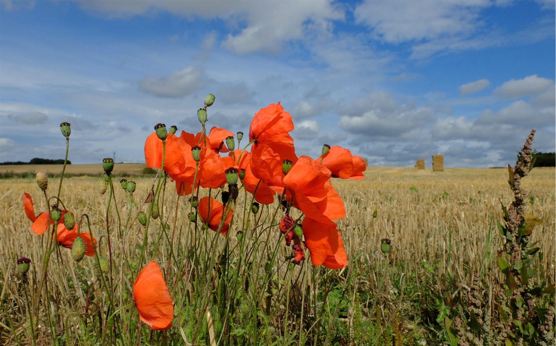Poppies at Harvest Time