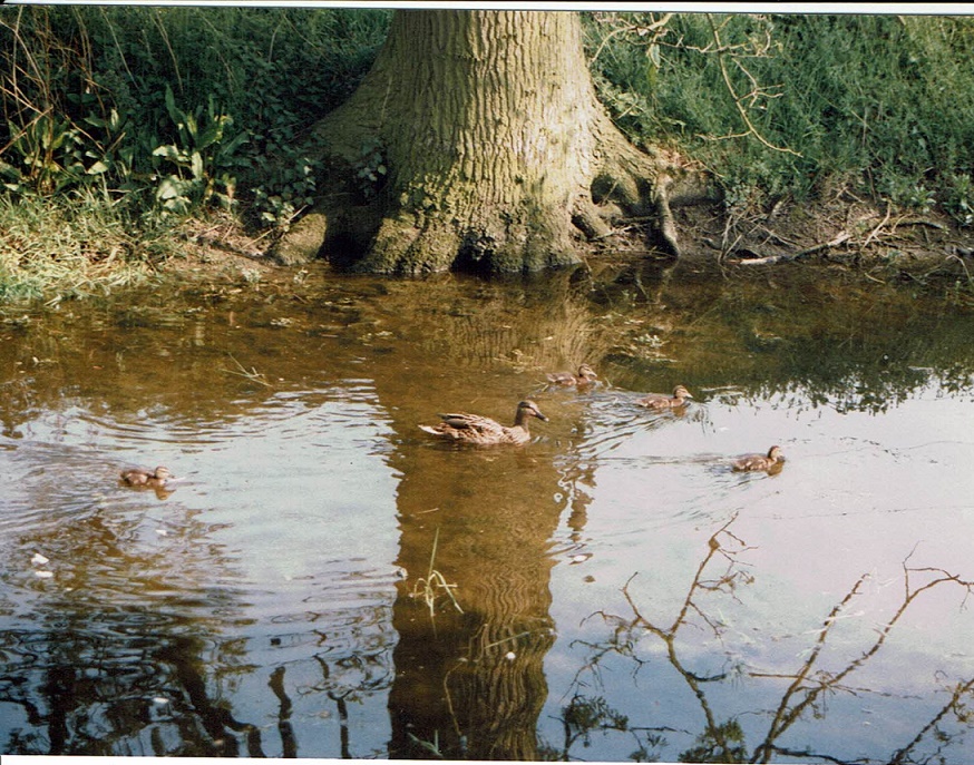 Chargrove Nature Reserve 1989