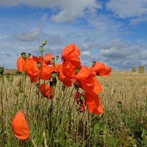 Poppies at Harvest Time - Claire Whatley