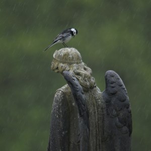08. Wagtail on the angel in the rain