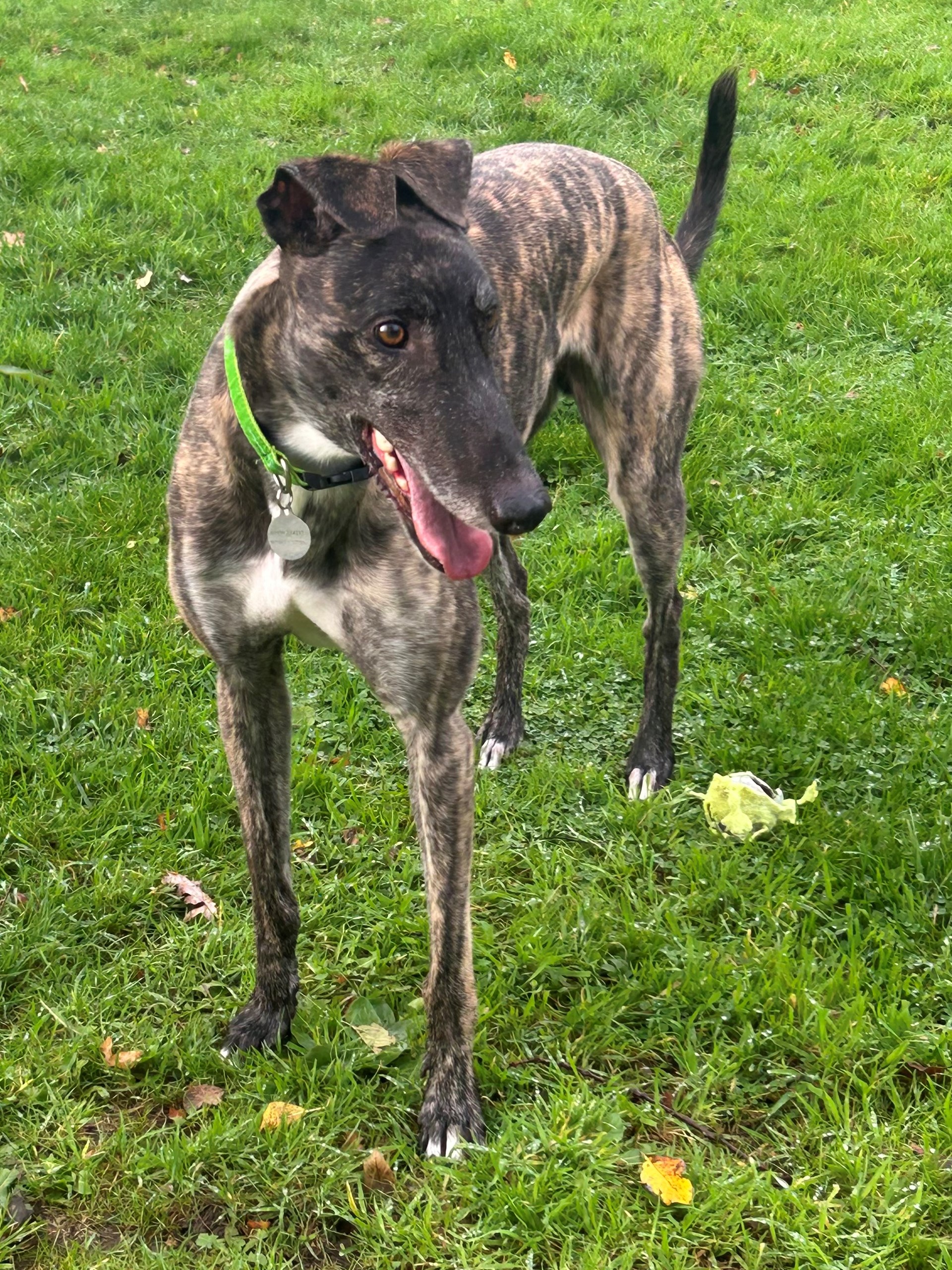 Greyhound Trust Shropshire & Borders Ringo Greyhound Trust Shropshire & Borders Ringo