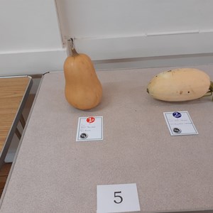 The squashes