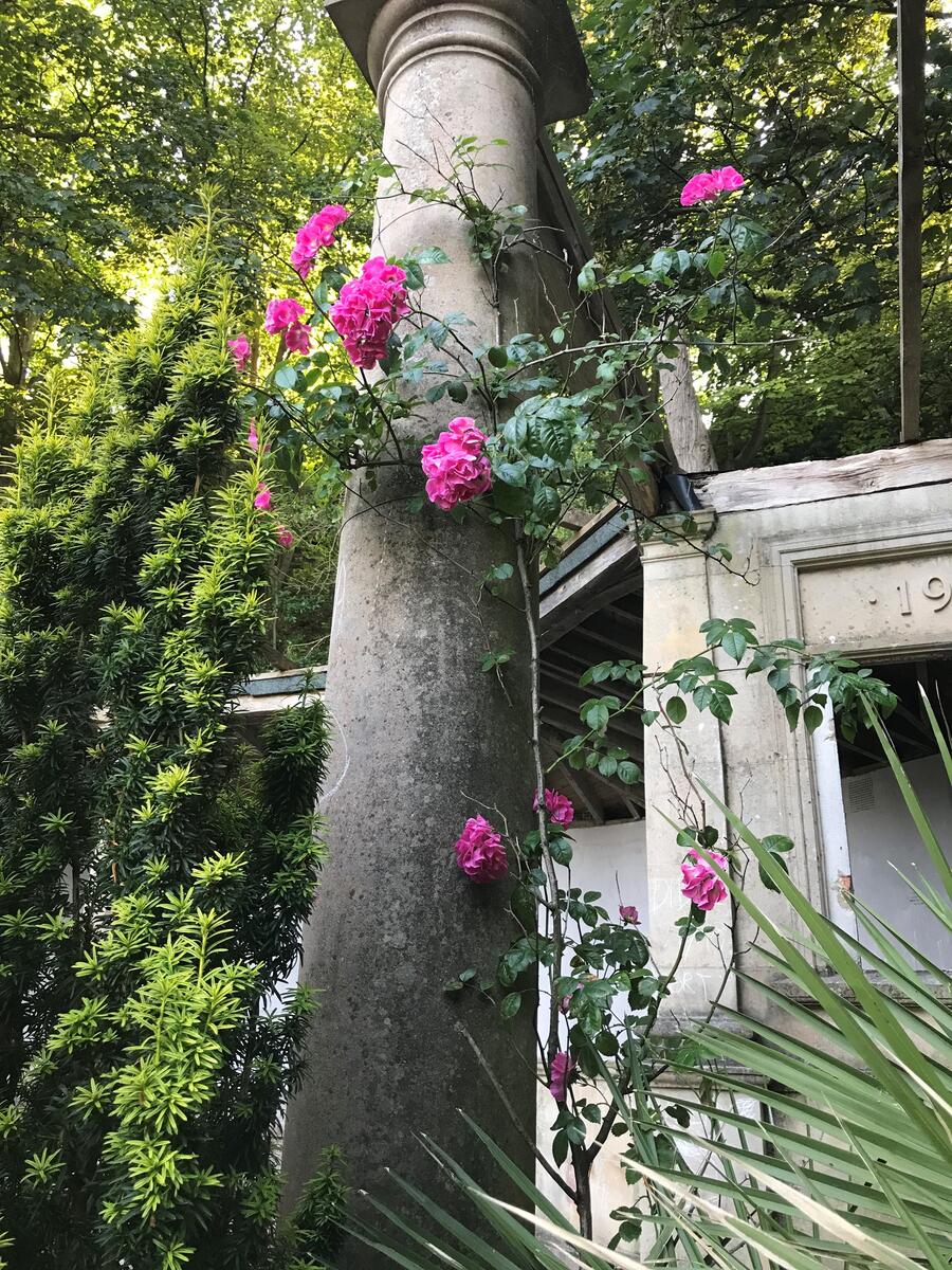 Our symbol of hope - one of the last surviving of the original climbing roses
